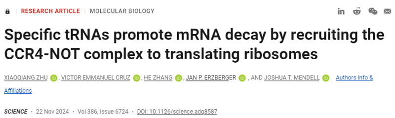 特異性tRNA通過募集CCR4-NOT復(fù)合物翻譯核糖體來促進(jìn)mRNA衰變 特異性tRNA通過募集CCR4-NOT復(fù)合物翻譯核糖體來促進(jìn)mRNA衰變
