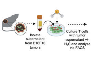Science Advances：高爾基體越多，T細胞就越健壯，就越能抗癌！