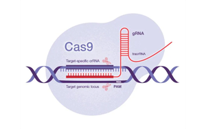 Science:一種開創性的遺傳方法——利用CRISPR-Cas9技術,激活細菌隱藏的藥物潛能 Science:一種開創性的遺傳方法——利用CRISPR-Cas9技術,激活細菌隱藏的藥物潛能