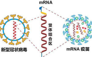 mRNA疫苗技術(shù)解析-關(guān)鍵性原料為開發(fā)保駕護航 mRNA疫苗技術(shù)解析-關(guān)鍵性原料為開發(fā)保駕護航