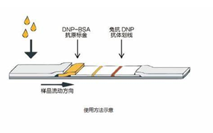 因為獨立,所以強大——優(yōu)質(zhì)的獨立C線質(zhì)控系統(tǒng)DNP抗原抗體 因為獨立,所以強大——優(yōu)質(zhì)的獨立C線質(zhì)控系統(tǒng)DNP抗原抗體