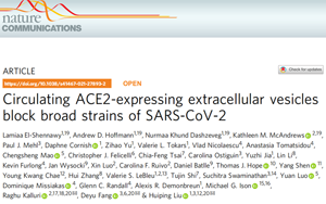 超能力!ACE2受體蛋白“納米囊泡”可防治新冠 超能力!ACE2受體蛋白“納米囊泡”可防治新冠