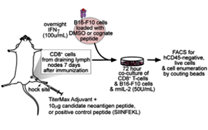 Cell發文提出腫瘤治療新方向:藥物干預RNA剪接可增強腫瘤免疫 Cell發文提出腫瘤治療新方向:藥物干預RNA剪接可增強腫瘤免疫