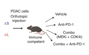 Nature Cancer公布一種新的基于CRISPR的技術,可以切割癌癥基因組并研究拷貝數的變化 Nature Cancer公布一種新的基于CRISPR的技術,可以切割癌癥基因組并研究拷貝數的變化