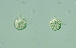 《PNAS》首次發現，一種專吃病毒為生的微生物