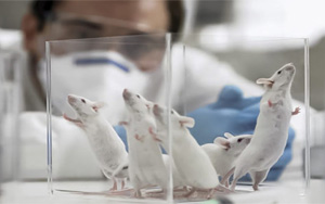 PNAS：最新發現！常見的甜味劑阿斯巴甜或與焦慮癥發生直接相關