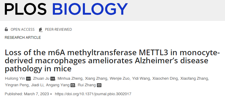 研究表明減少關鍵信使RNA的甲基化可以促進巨噬細胞向大腦的遷移