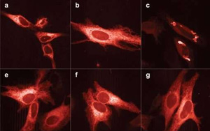 Nature Methods:新的亮紅色熒光蛋白 Nature Methods:新的亮紅色熒光蛋白