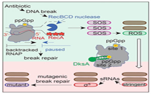 Molecular Cell令人驚訝的發(fā)現(xiàn):導(dǎo)致抗生素耐藥性的第一步 Molecular Cell令人驚訝的發(fā)現(xiàn):導(dǎo)致抗生素耐藥性的第一步