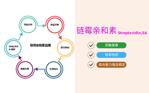 【產品】鏈霉親和素(Streptavidin,SA) 【產品】鏈霉親和素(Streptavidin,SA)