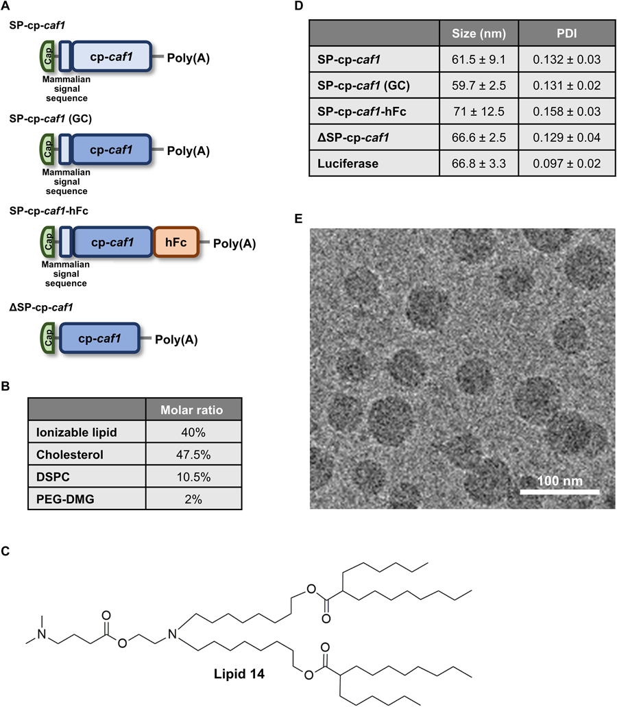 整個(gè)研究中使用的mRNA-LNPs制劑的結(jié)構(gòu)設(shè)計(jì)、物理化學(xué)特性以及SP-cp-caf1 mRNA-LNPs引起的免疫反應(yīng) 整個(gè)研究中使用的mRNA-LNPs制劑的結(jié)構(gòu)設(shè)計(jì)、物理化學(xué)特性以及SP-cp-caf1 mRNA-LNPs引起的免疫反應(yīng)
