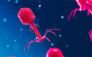 Nature:科學家發現病毒對抗細菌CRISPR免疫系統的全新方式 Nature:科學家發現病毒對抗細菌CRISPR免疫系統的全新方式