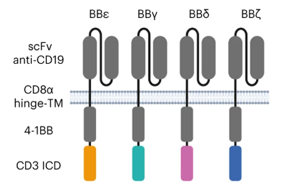 Nature Immunology：利用CD3多樣性來(lái)解決CAR-T耗竭問題