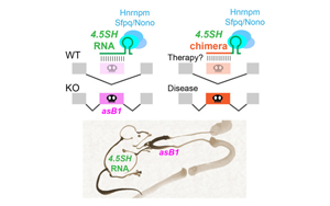 神秘的小RNA分子:第一個自然產(chǎn)生的,能調(diào)節(jié)選擇性剪接的RNA 神秘的小RNA分子:第一個自然產(chǎn)生的,能調(diào)節(jié)選擇性剪接的RNA
