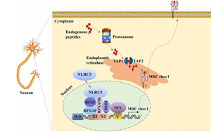 PNAS:新技術讓癌細胞更容易暴露出來 PNAS:新技術讓癌細胞更容易暴露出來