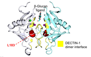 抗真菌蛋白DECTIN-1可用于自身免疫疾病和癌癥治療 抗真菌蛋白DECTIN-1可用于自身免疫疾病和癌癥治療