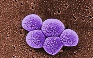 《Science》突破性新抗生素,遏制耐藥細菌 《Science》突破性新抗生素,遏制耐藥細菌