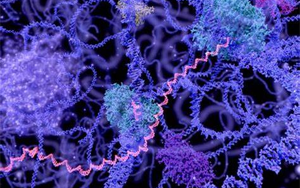 長壽RNA？Science首次發現了長壽RNA在細胞壽命中的突出作用