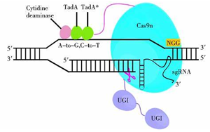 Nature Biotechnology:一種新的基因編輯系統可以治療復雜的疾病 Nature Biotechnology:一種新的基因編輯系統可以治療復雜的疾病