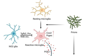 《Nature Neuroscience》能抵抗朊病毒的細胞有什么特征？