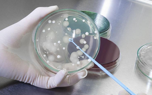 深耕微生物培養領域 歷經多年驗證，西寶生物隆重推出胰蛋白胨+酵母粉王炸組合
