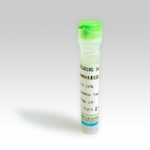 Seebio? 重組蛋白A（rProtein A，ZZZ-HS型）